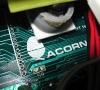 Acorn close-up